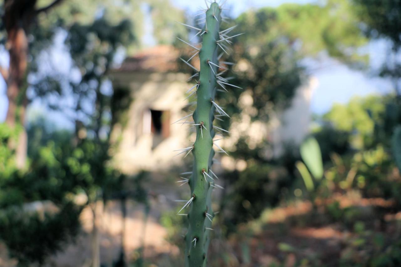 Case Di Berto Capo Vaticano Exteriér fotografie